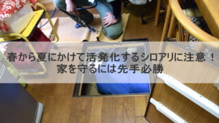 春から夏にかけて活発化するシロアリに注意！家を守るには先手必勝