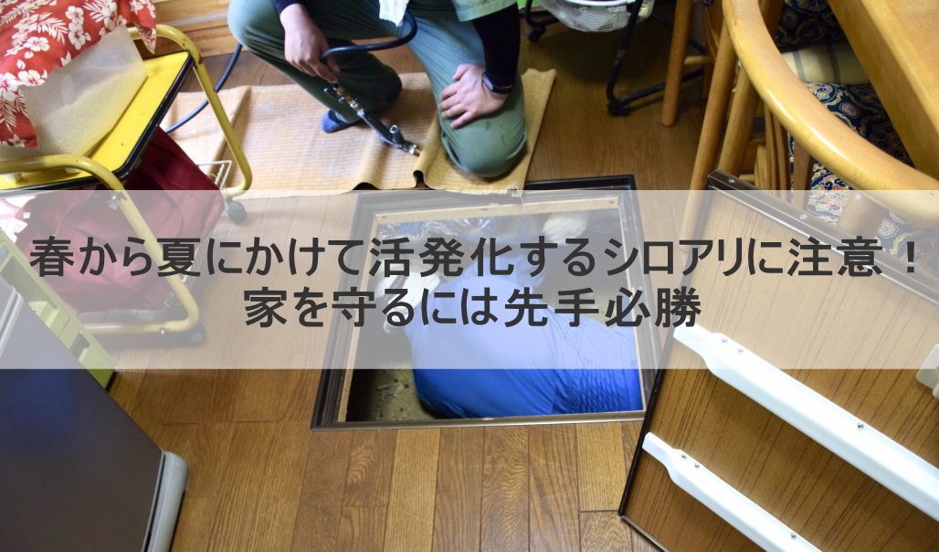 春から夏にかけて活発化するシロアリに注意!家を守るには先手必勝